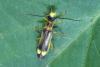 Malthinus sp.